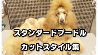 カットスタイル集 おばちゃんトリマー相談室