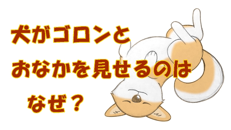 犬がゴロンとおなかをみせる4つの理由 おばちゃんトリマー相談室