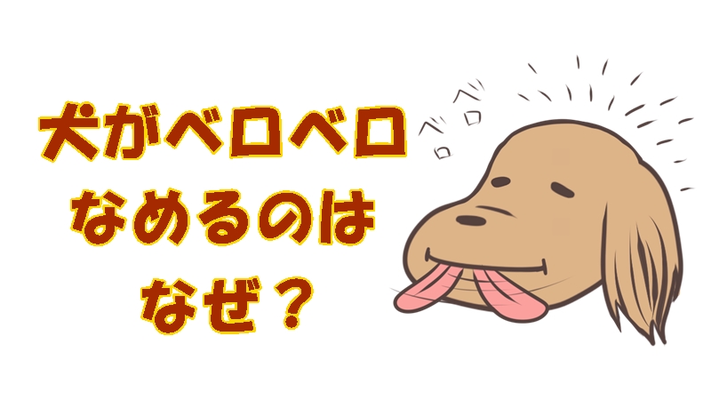 ちょっと困る 汗 犬がペロペロなめる理由と対処法 おばちゃんトリマー相談室